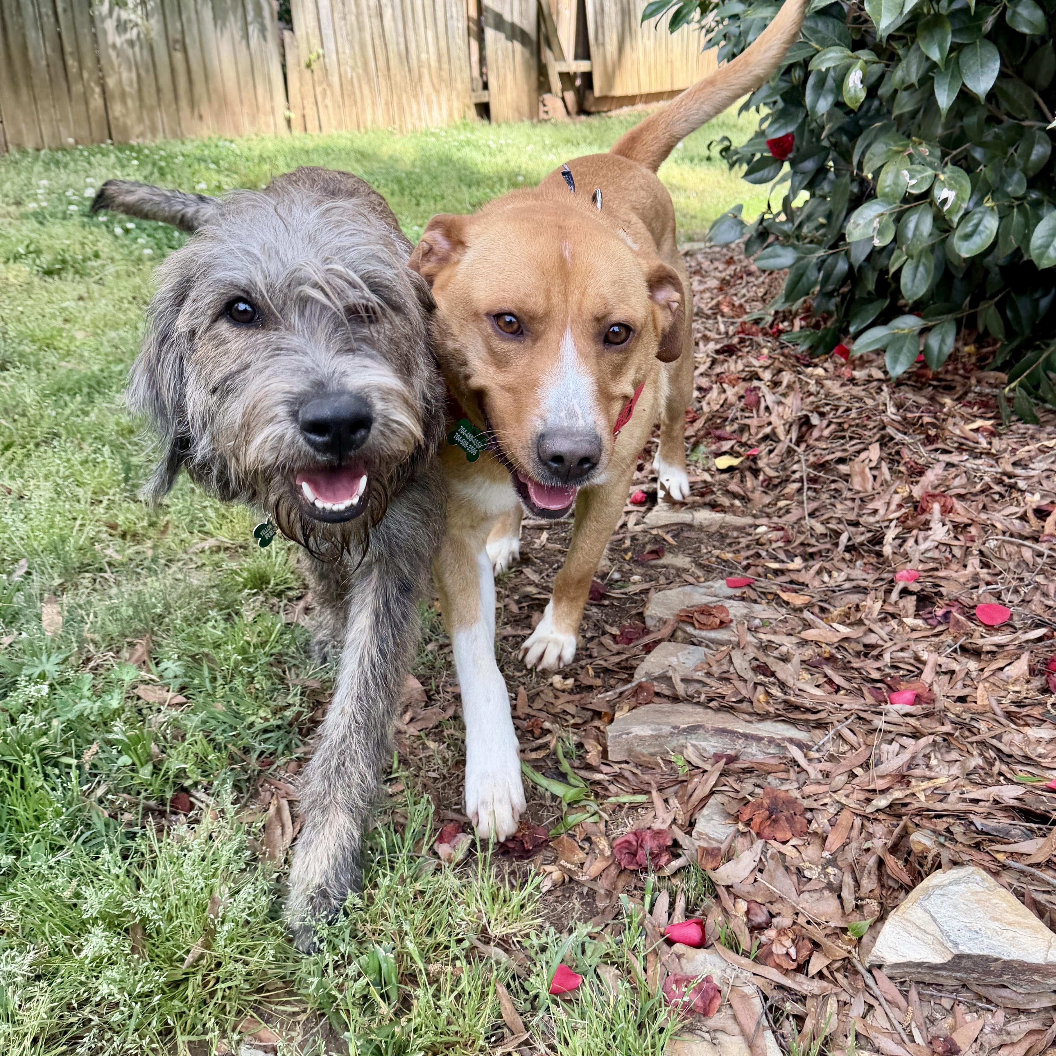 Enlarge Barry, a Adoptable mixed breed in Charlotte, NC image 2/5