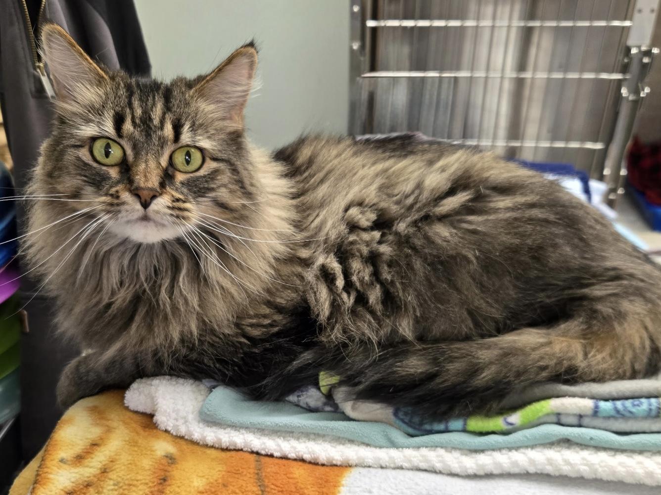 Dolly, ADOPTABLE, Adult Female Domestic Long Hair.