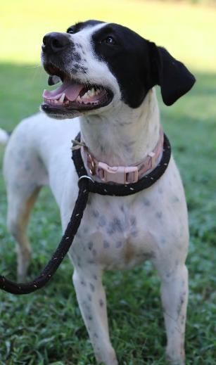 Daisy, a Adoptable mixed breed in Decatur, GA image 1/3