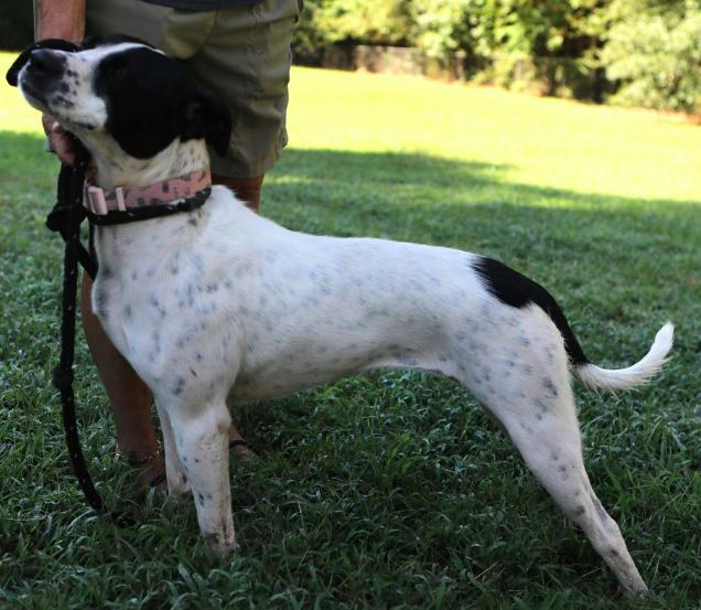 Dottie, Adoptable, Young Female Hound & Cattle Dog.