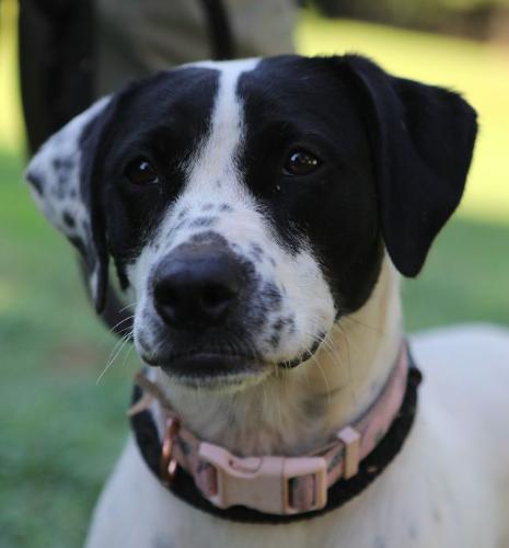 Dottie, Adoptable, Young Female Hound & Cattle Dog.
