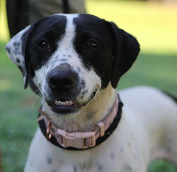 Daisy, a Adoptable mixed breed in Decatur, GA image 3/3