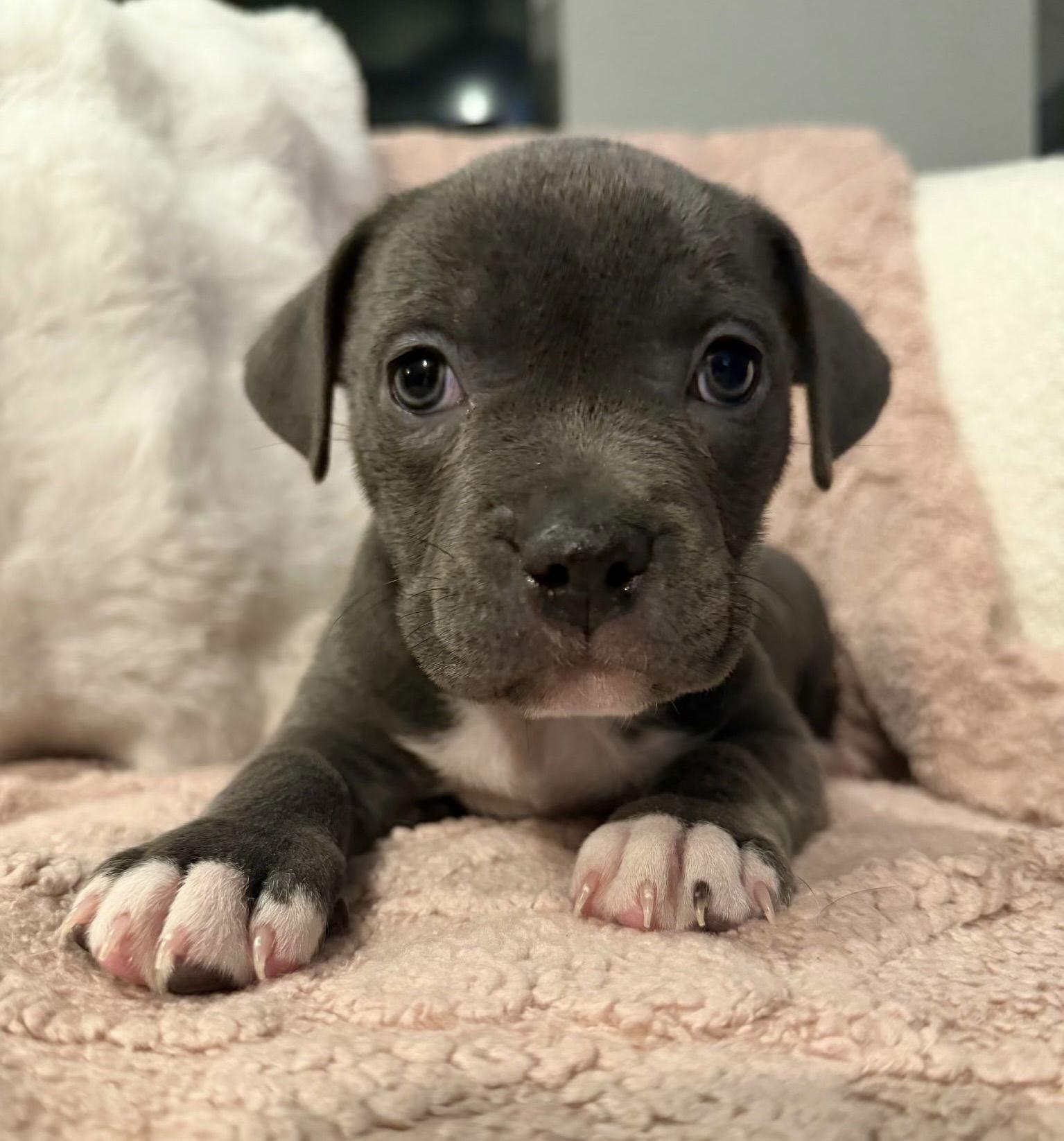 Caribou — thumbnail 2