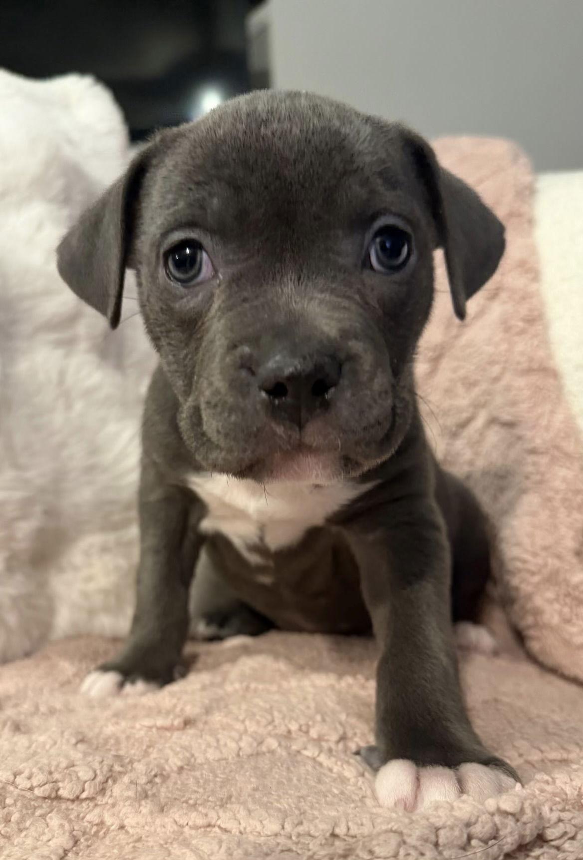 Caribou — thumbnail 3