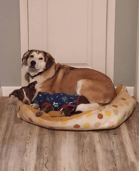 Echo, Adoptable, Young Male Australian Shepherd.