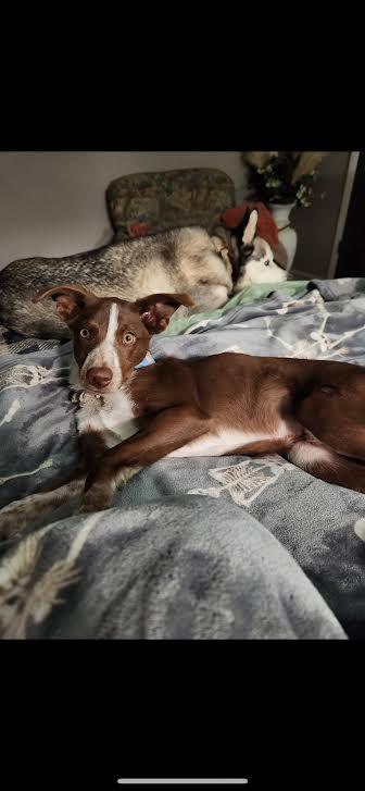 Echo, a Adoptable mixed breed in Clovis, NM image 2/3