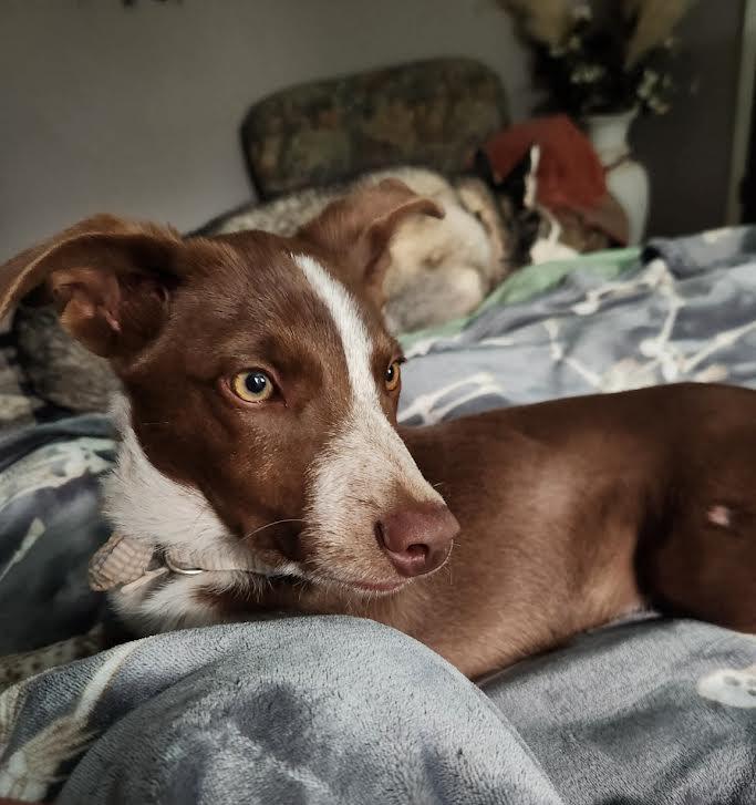 Echo, a Adoptable mixed breed in Clovis, NM image 3/3