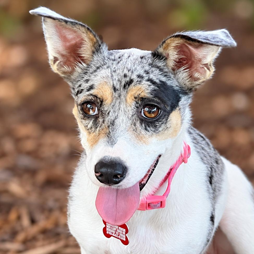Enlarge Millicent, a Adopted mixed breed in Boerne, TX image 1/6