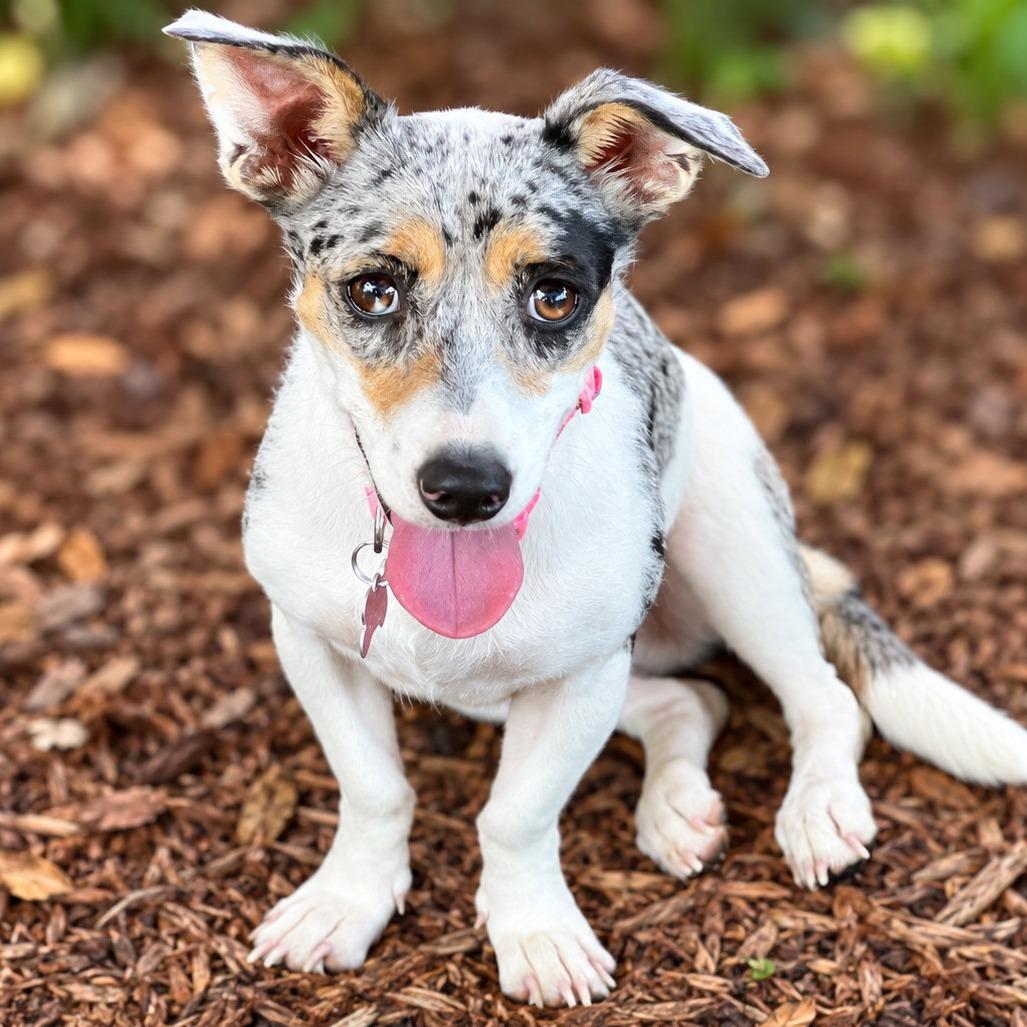 Enlarge Millicent, a Adopted mixed breed in Boerne, TX image 2/6