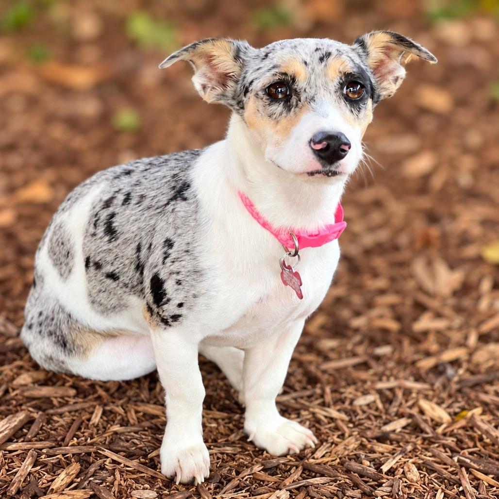 Enlarge Millicent, a Adopted mixed breed in Boerne, TX image 3/6