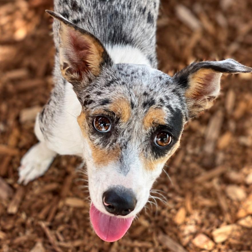 Enlarge Millicent, a Adopted mixed breed in Boerne, TX image 4/6