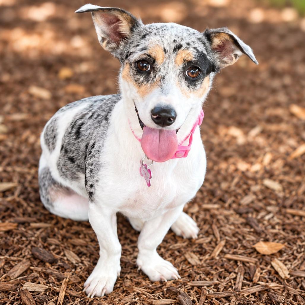 Enlarge Millicent, a Adopted mixed breed in Boerne, TX image 5/6
