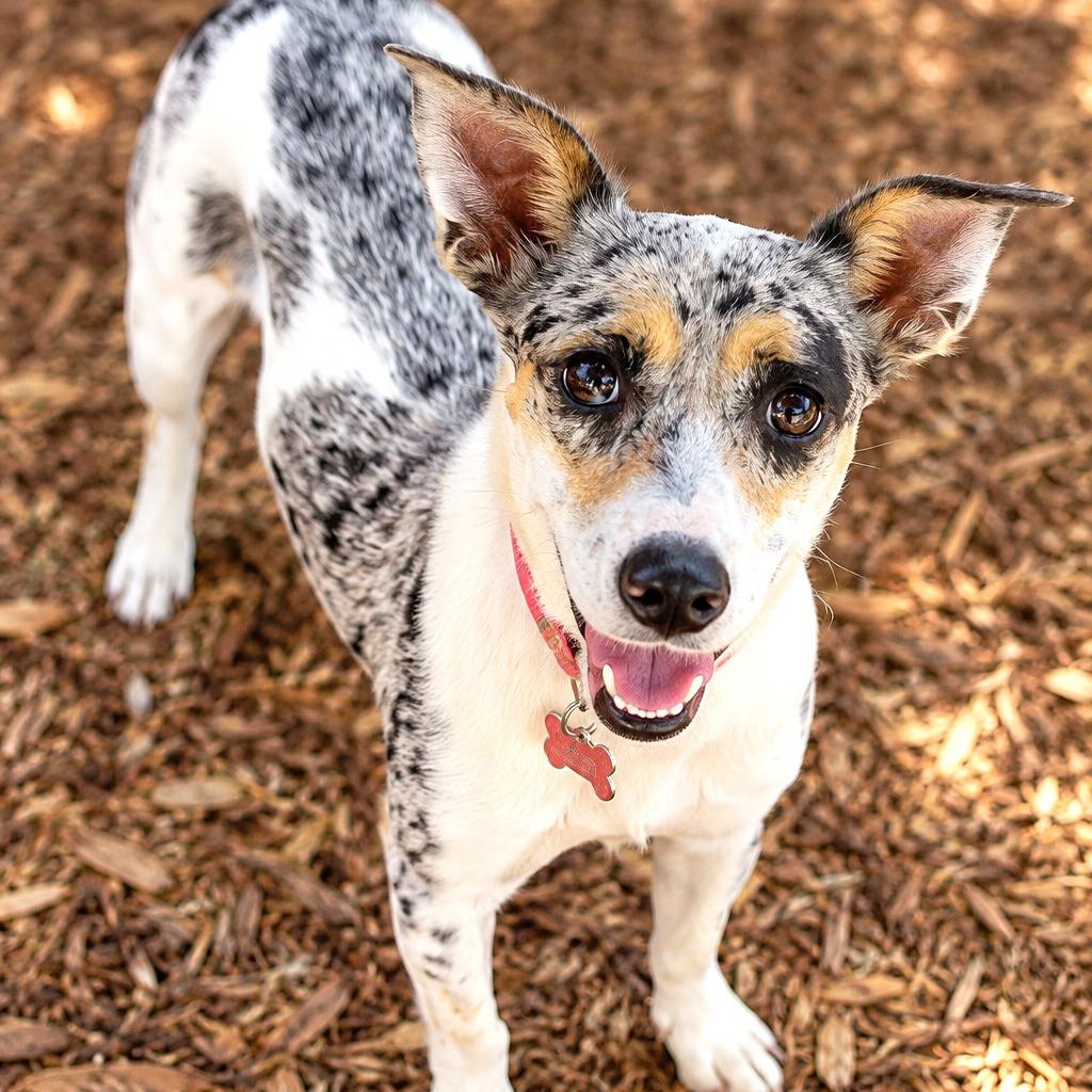 Enlarge Millicent, a Adopted mixed breed in Boerne, TX image 6/6