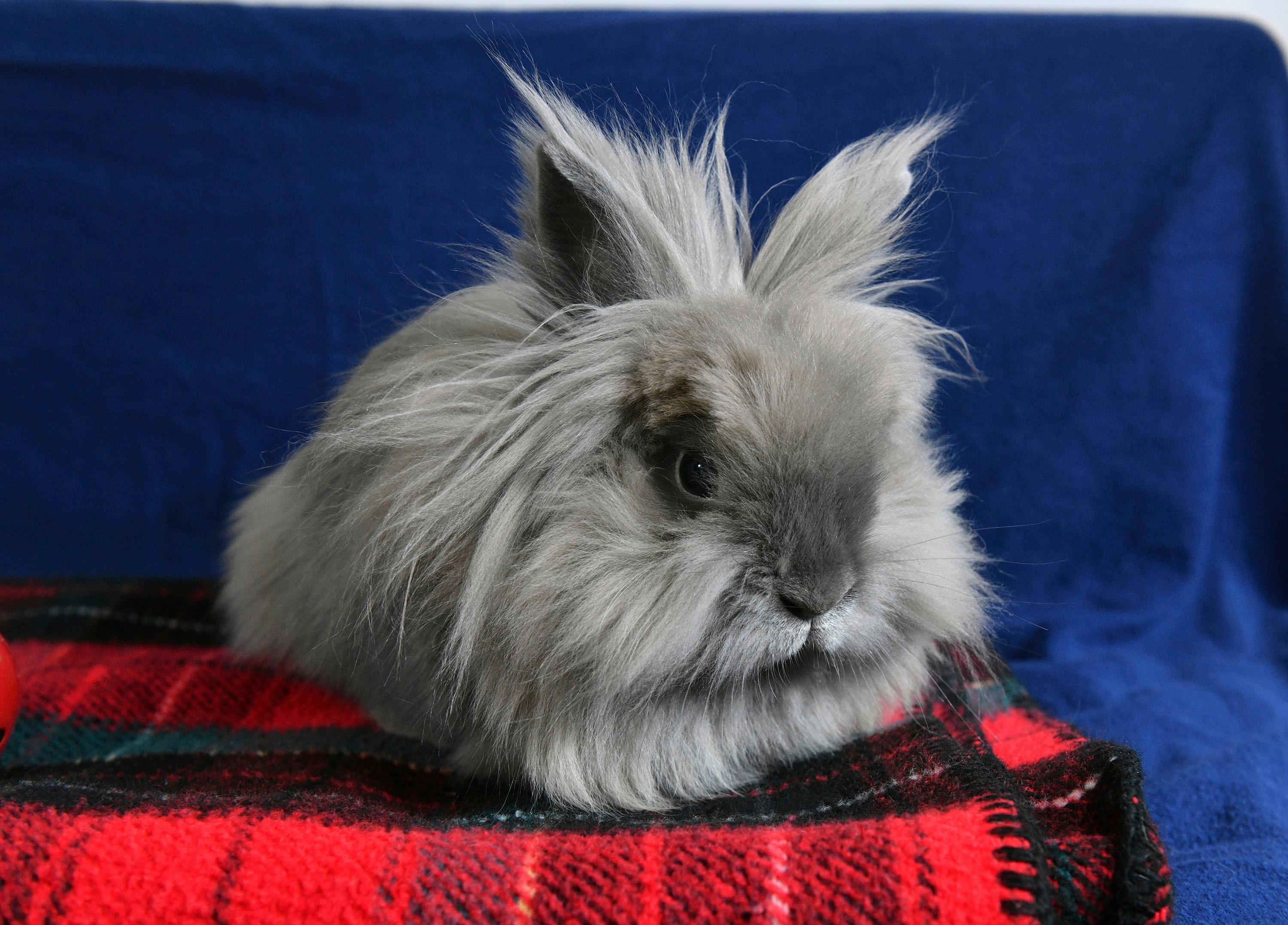 Paisley, a Adoptable Lionhead in Coralville, IA image 1/5