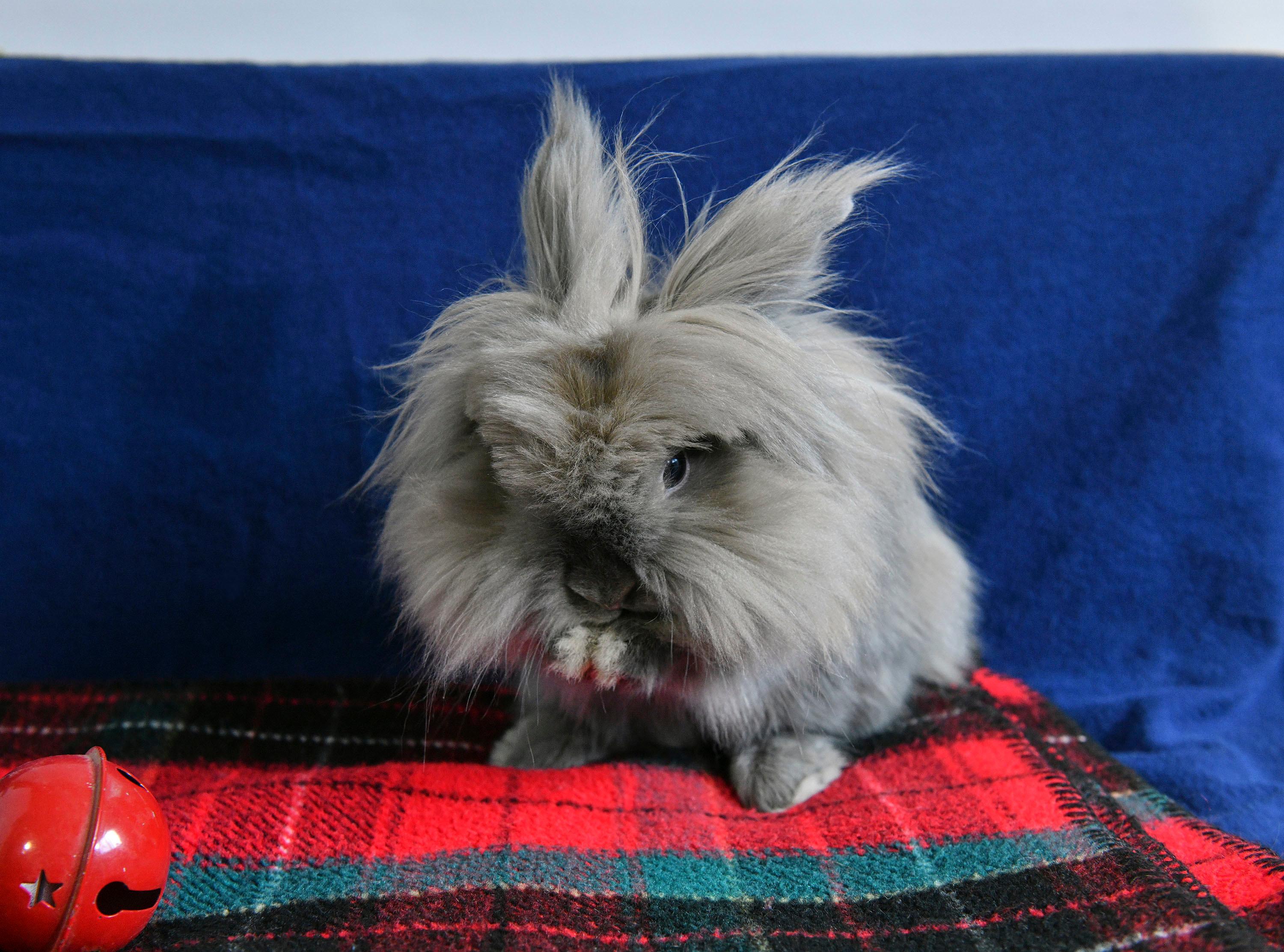 Paisley, a Adoptable Lionhead in Coralville, IA image 2/5