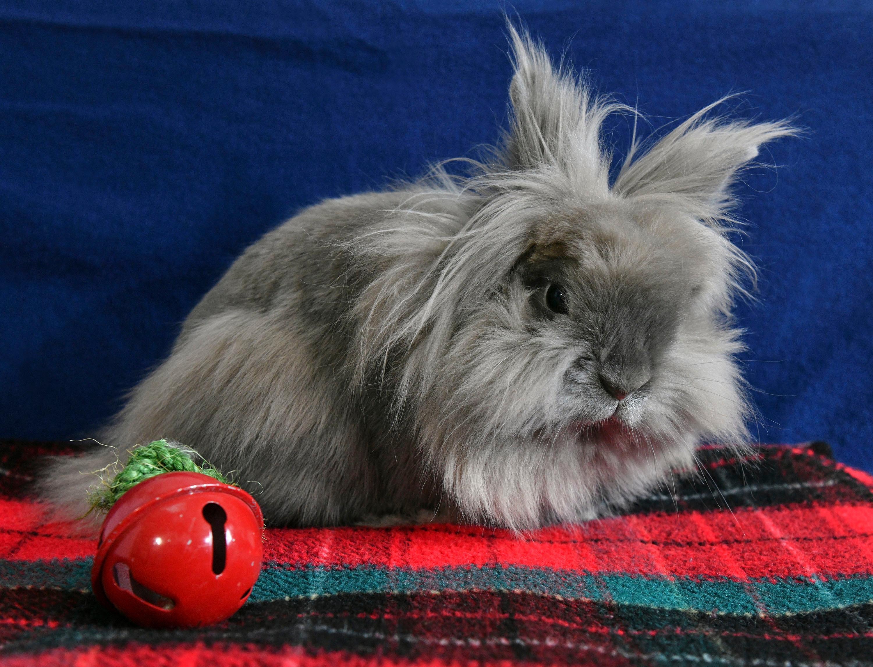 Paisley, a Adoptable Lionhead in Coralville, IA image 3/5