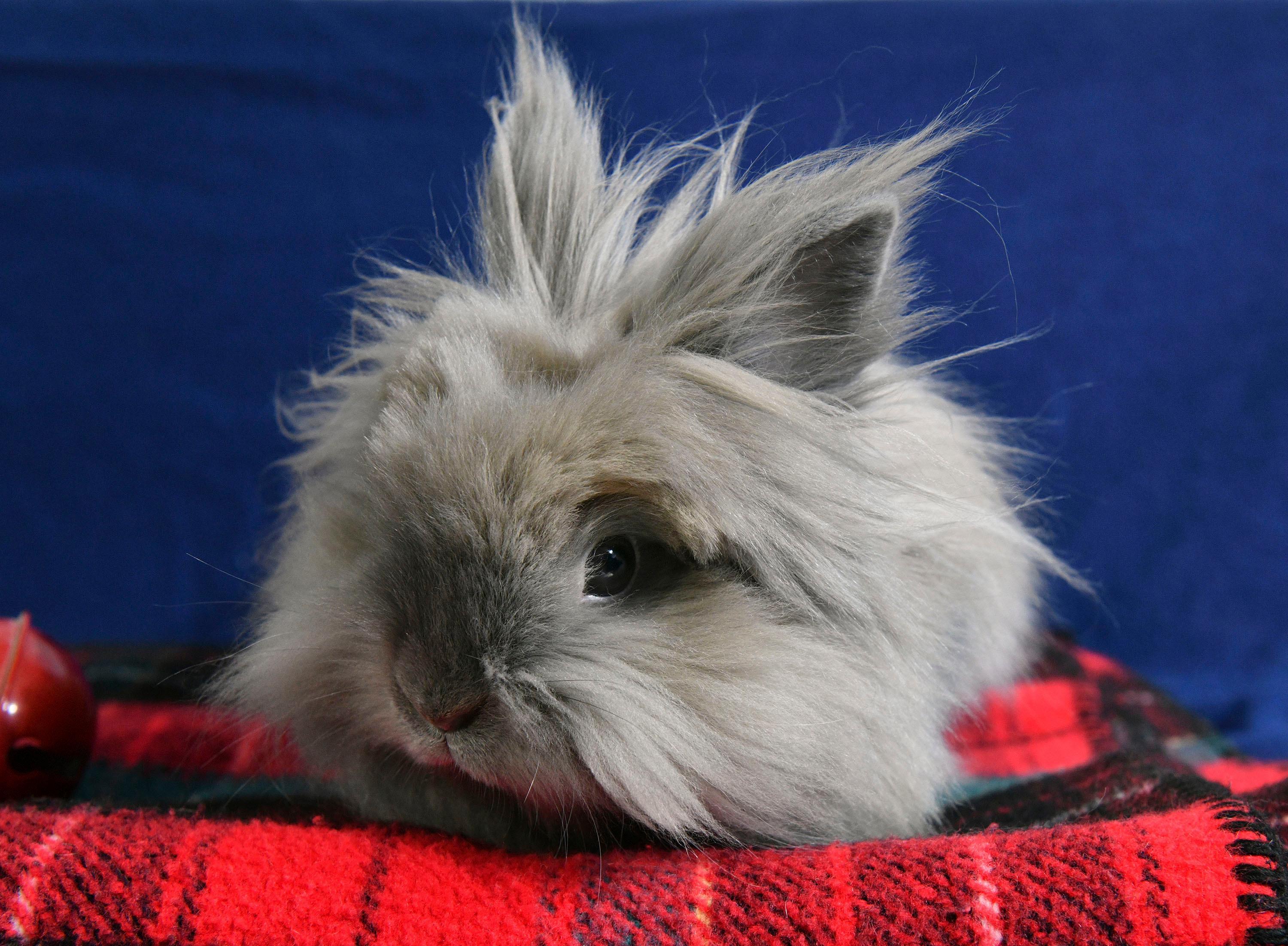 Paisley, a Adoptable Lionhead in Coralville, IA image 4/5
