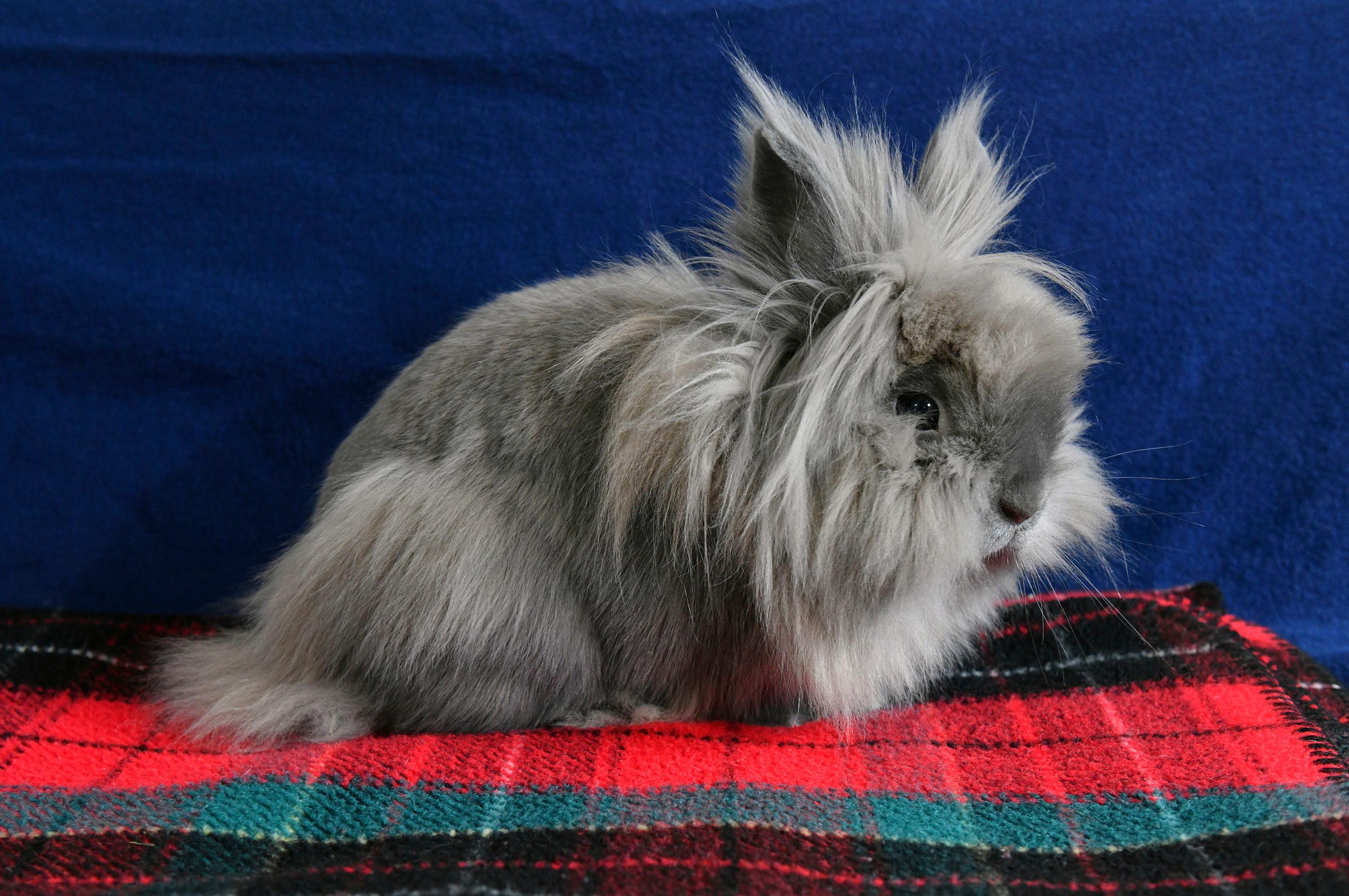 Paisley, a Adoptable Lionhead in Coralville, IA image 5/5