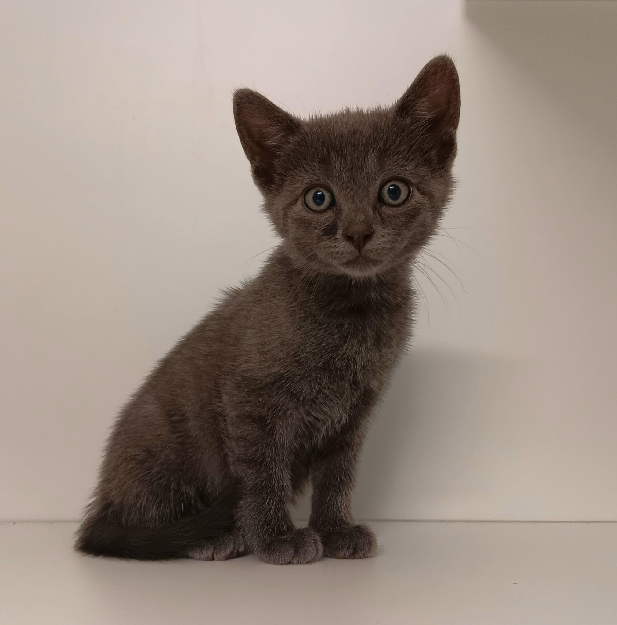 Jack Sparrow (Gahanna, OH), Baby Male Domestic Short Hair