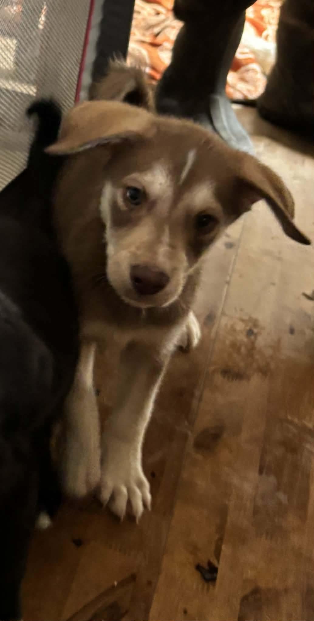 Enlarge Balboa, an adopted mixed breed in Paoli, IN image 1/1