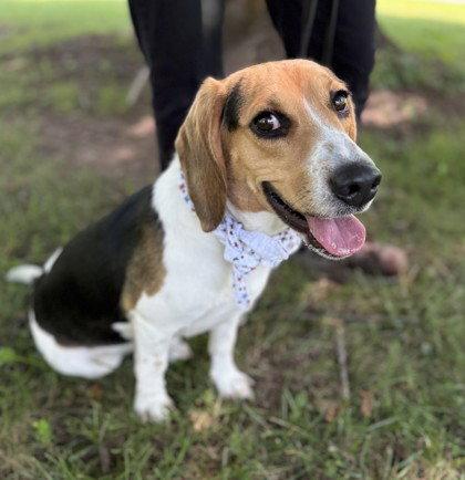 Ty, Adoptable, Adult Male Beagle.