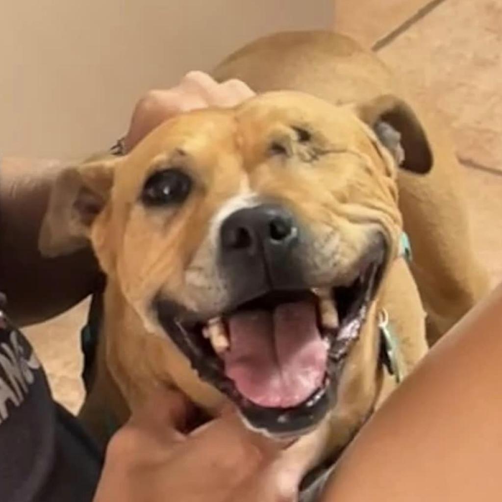 Norberta — thumbnail 5