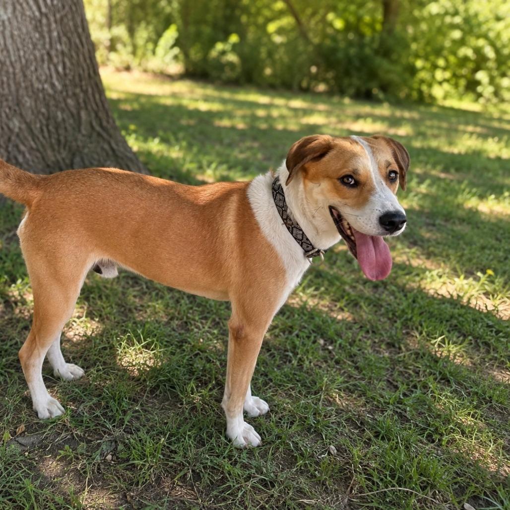 Happy, Adoptable, Adult Male Mixed Breed.