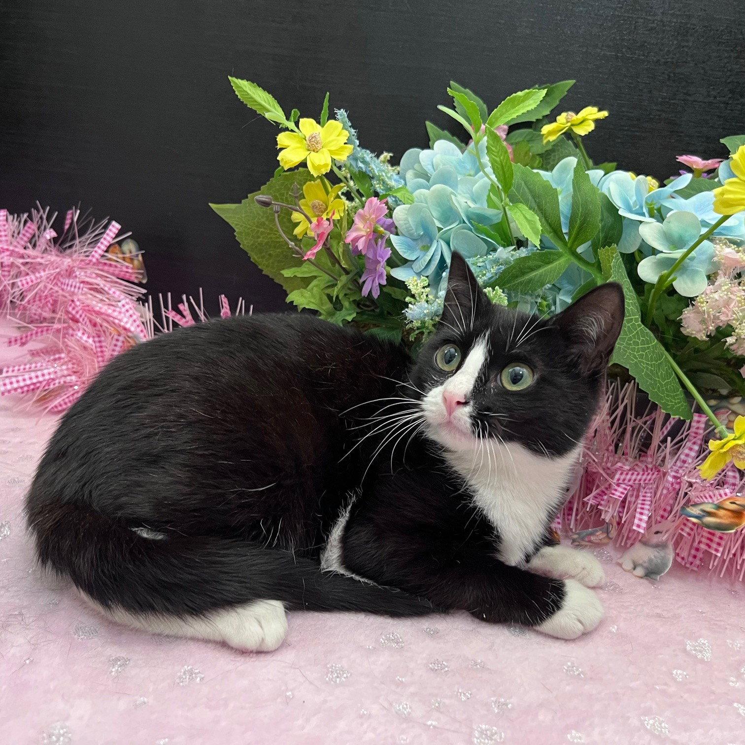 Bella, Adoptable, Kitten Female Tuxedo & Domestic Short Hair.