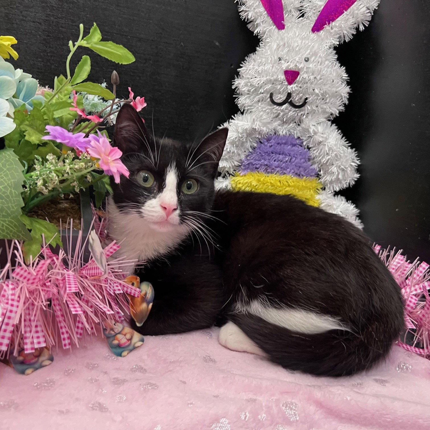 Enlarge Bella, a Adoptable mixed breed in Fayetteville, GA image 2/3