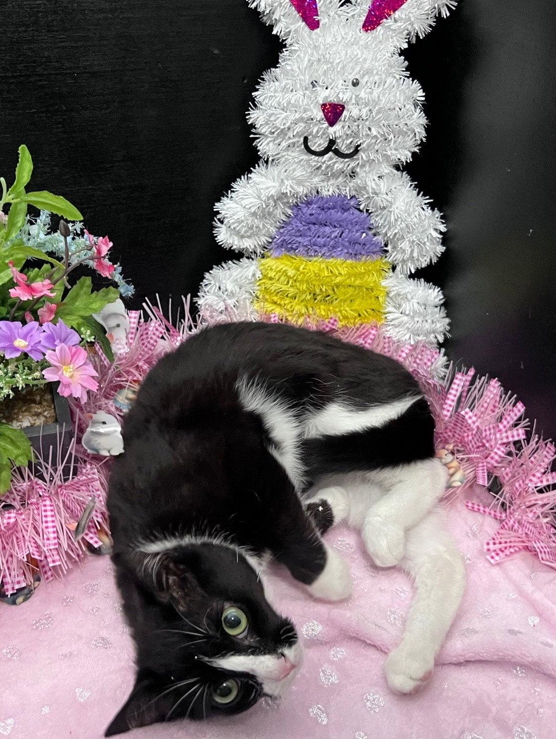 Enlarge Bella, a Adoptable mixed breed in Fayetteville, GA image 3/3