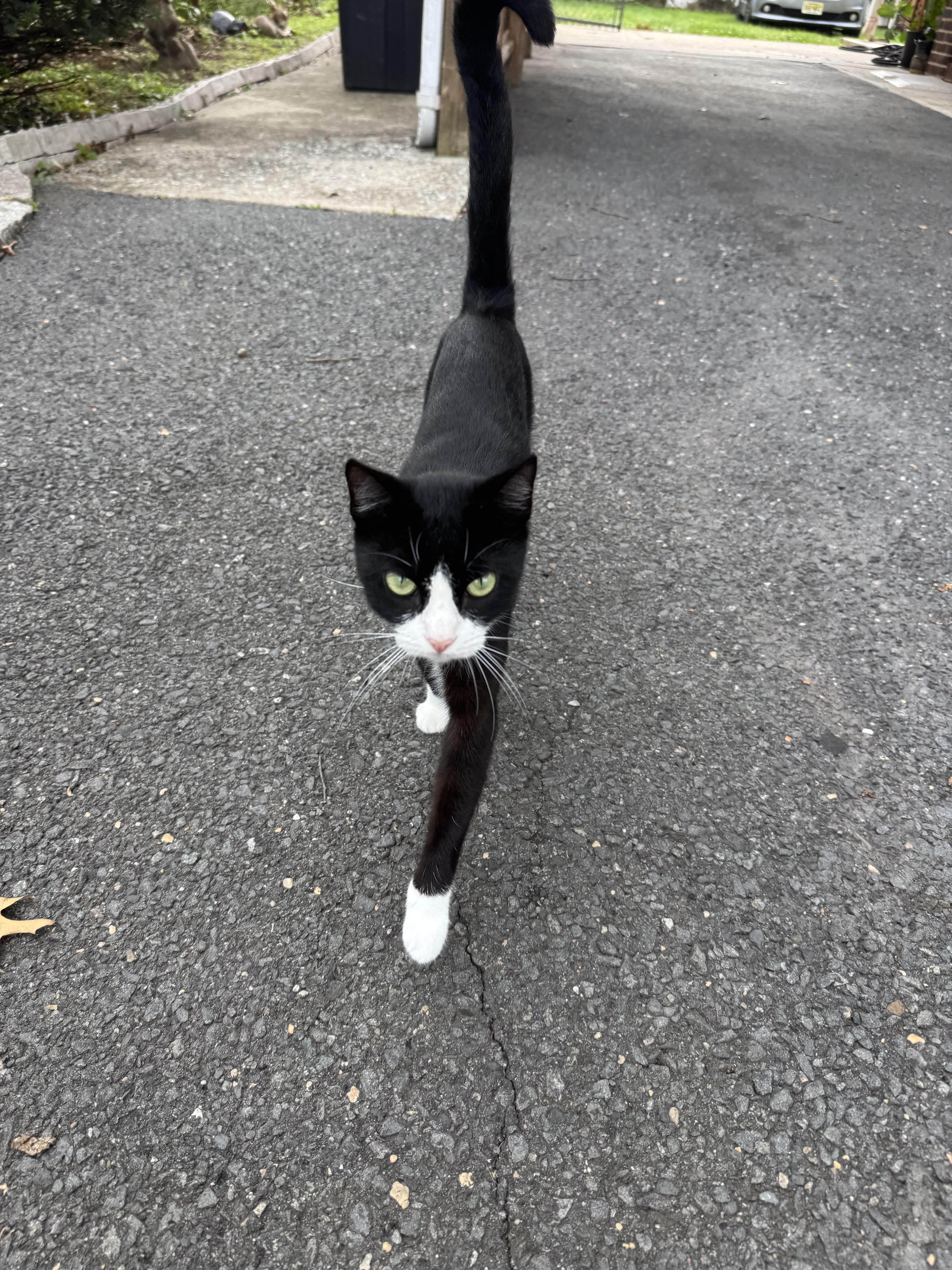 Mimi, Adoptable, Young Female Tuxedo.