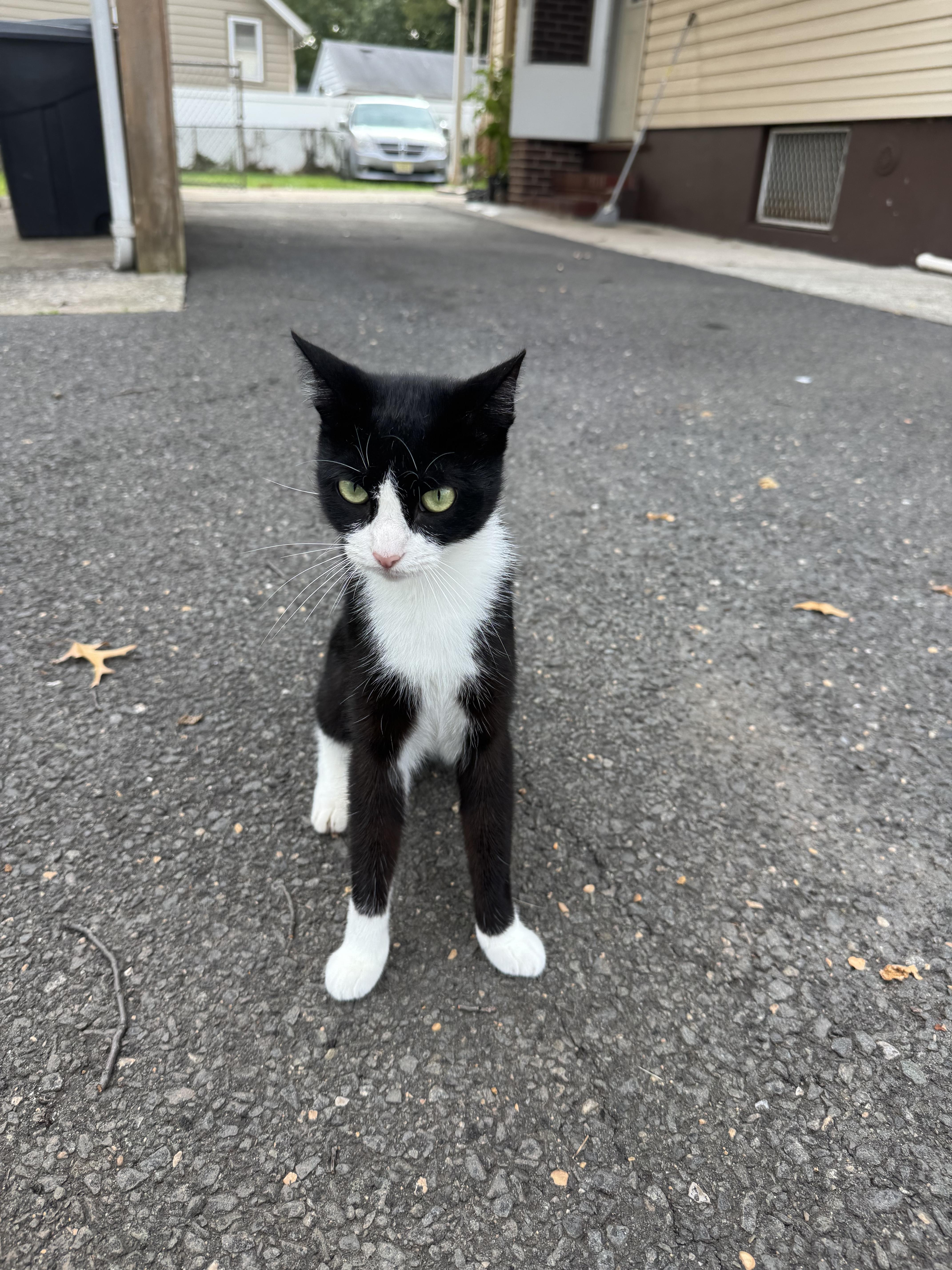 Enlarge Mimi, a Adoptable Tuxedo in Perth Amboy , NJ image 2/2