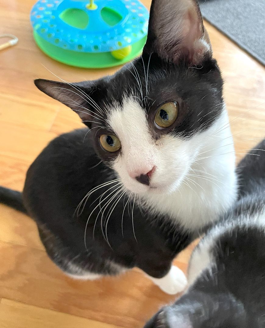 Enlarge Pippin, a Adoptable Domestic Short Hair in Boiling Springs, PA image 3/6