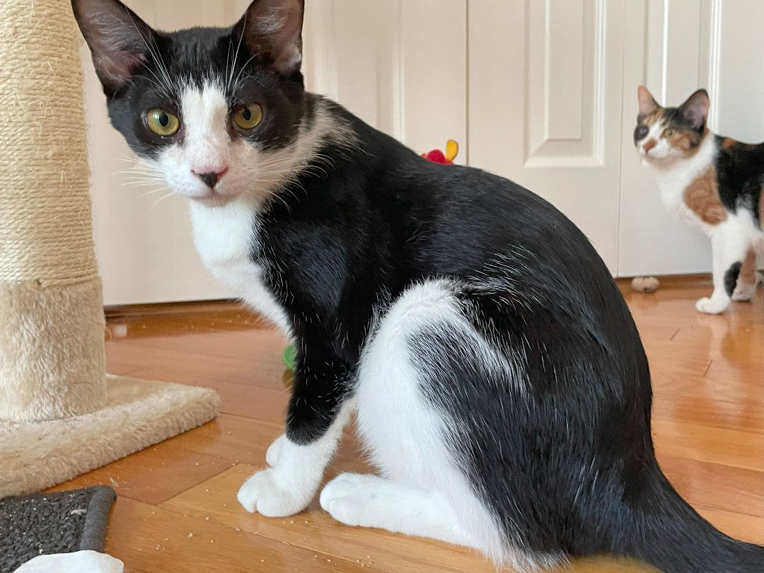 Enlarge Pippin, a Adoptable Domestic Short Hair in Boiling Springs, PA image 4/6