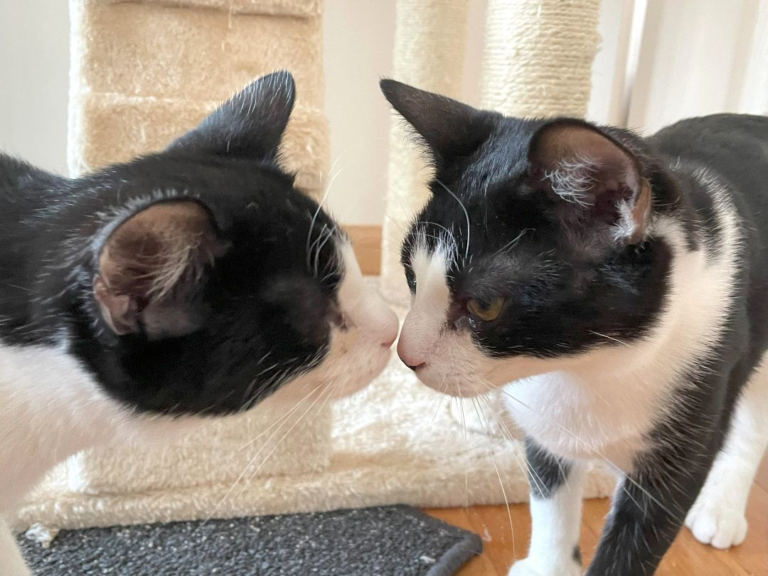 Enlarge Pippin, a Adoptable Domestic Short Hair in Boiling Springs, PA image 5/6