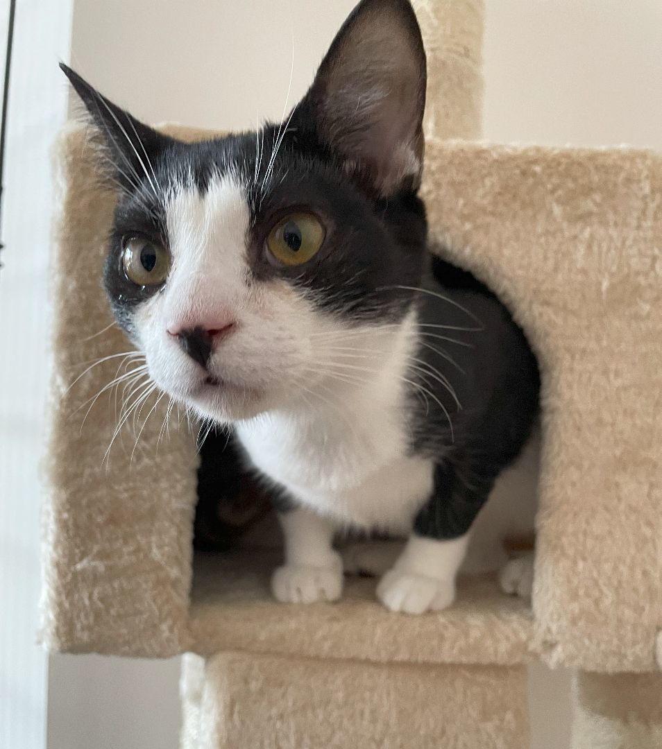 Enlarge Pippin, a Adoptable Domestic Short Hair in Boiling Springs, PA image 6/6