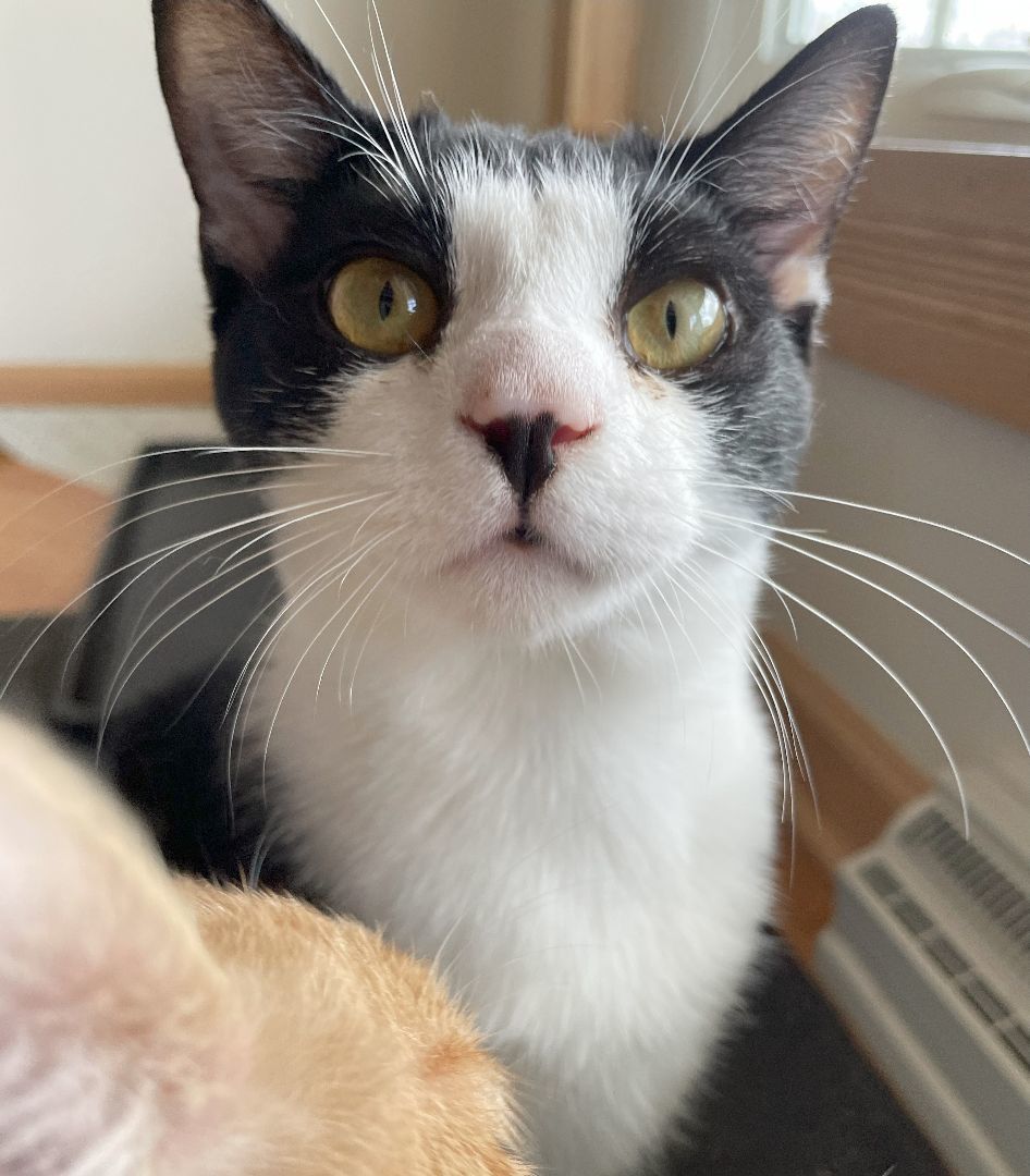 Pippin, Adoptable, Adult Male Domestic Short Hair.