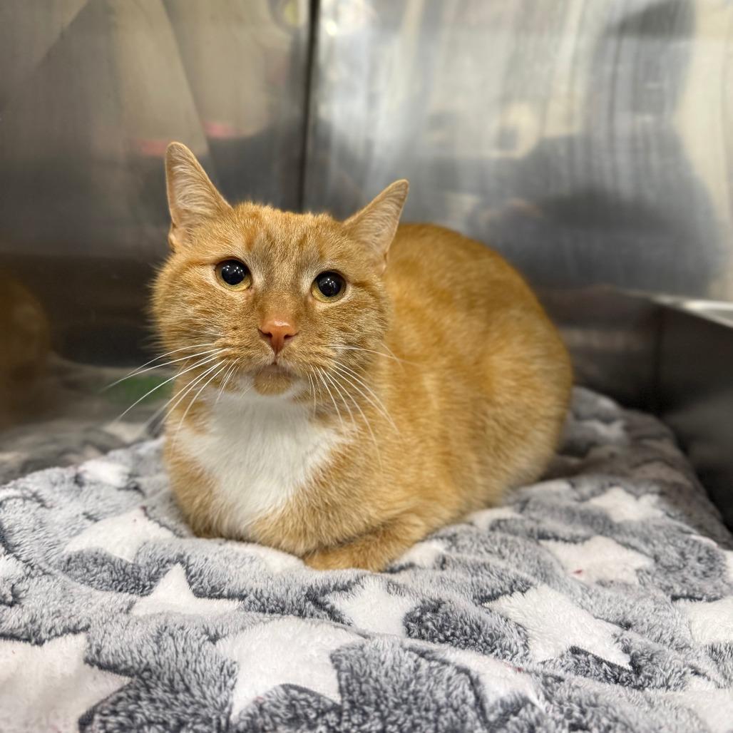 Martha, adopted, Adult Female Domestic Short Hair.