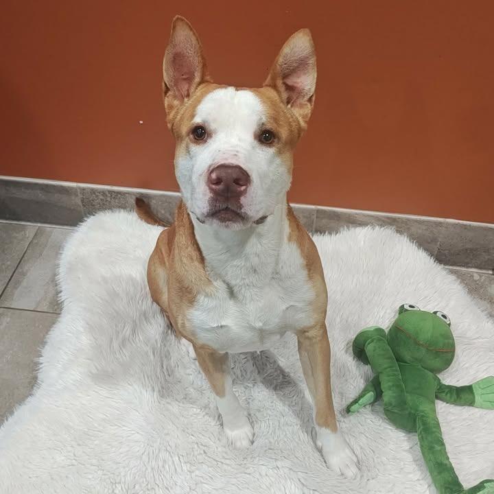 Bobby, Adoptable, Young Male Pit Bull Terrier.