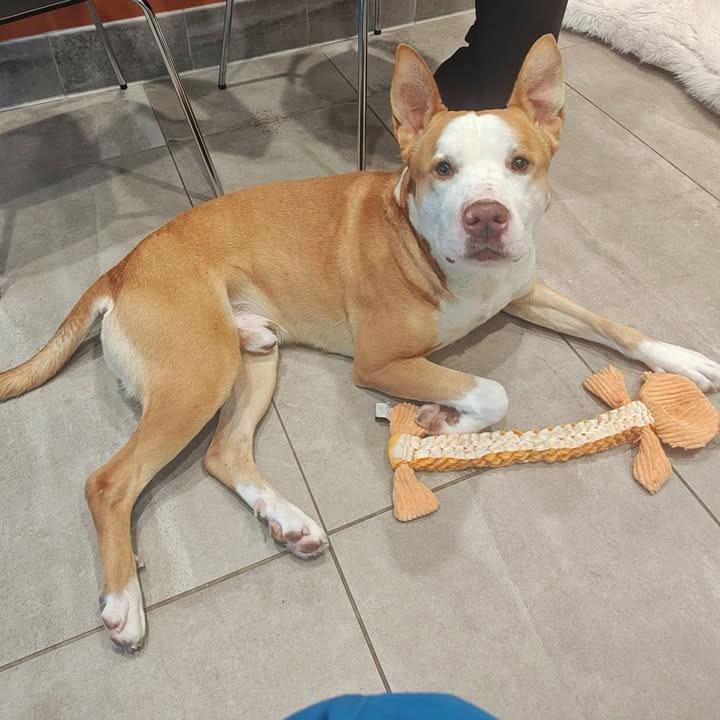 Bobby, a Adoptable Pit Bull Terrier in Springdale, AR image 2/6