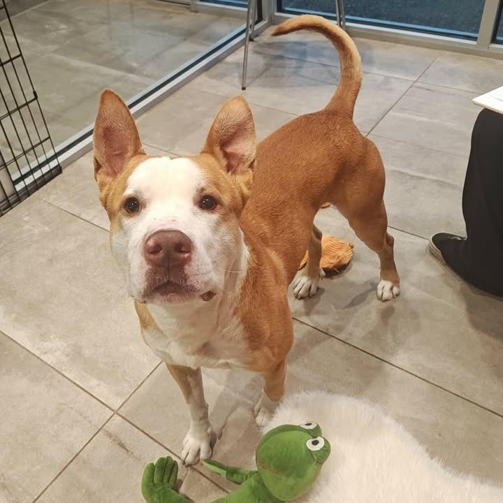 Bobby, a Adoptable Pit Bull Terrier in Springdale, AR image 3/6