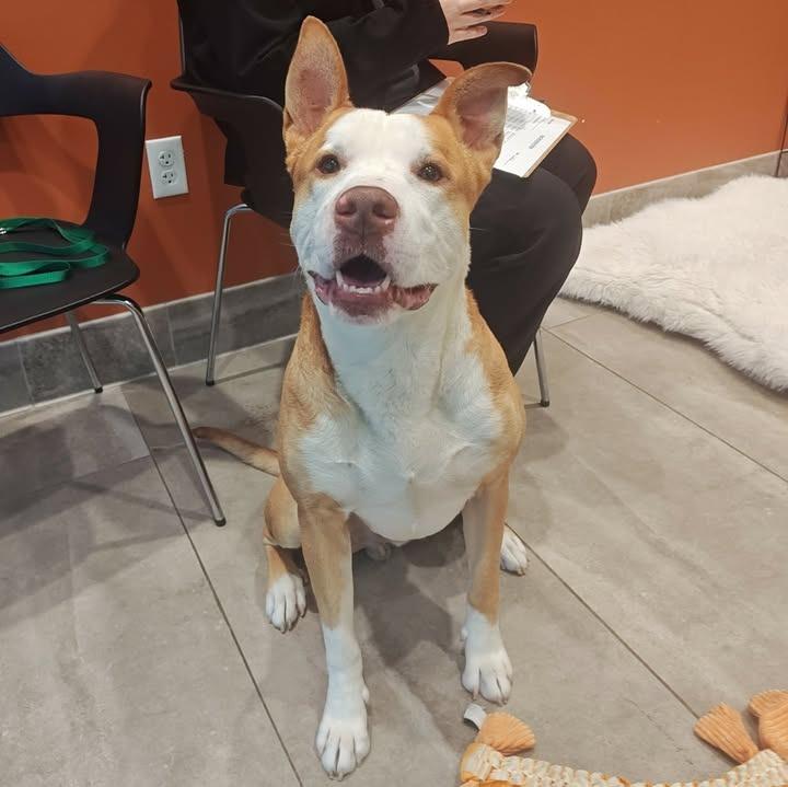 Bobby, a Adoptable Pit Bull Terrier in Springdale, AR image 4/6
