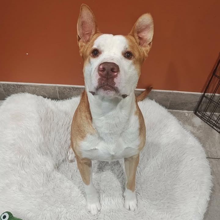 Bobby, a Adoptable Pit Bull Terrier in Springdale, AR image 5/6