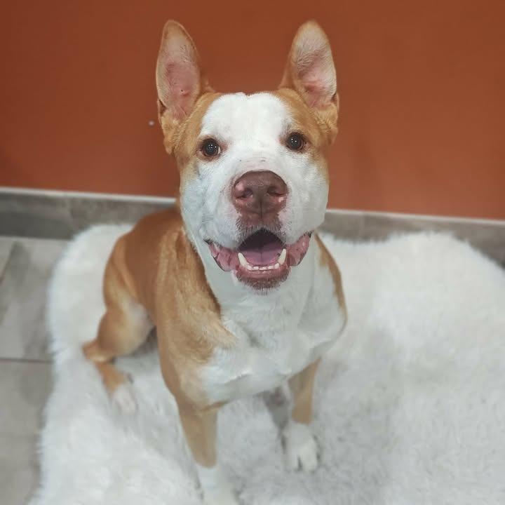 Bobby, a Adoptable Pit Bull Terrier in Springdale, AR image 6/6