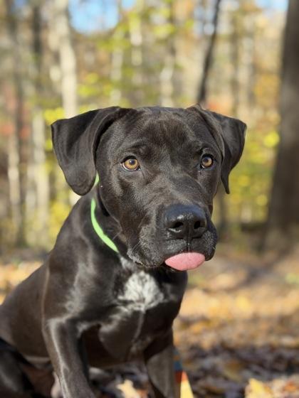 Justin Rose thumbnail 2