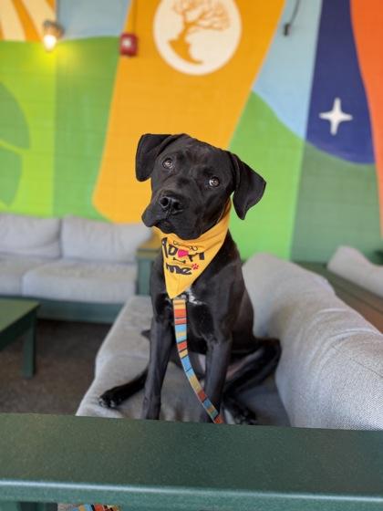 Justin Rose thumbnail 3