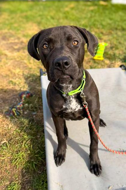 Justin Rose thumbnail 4