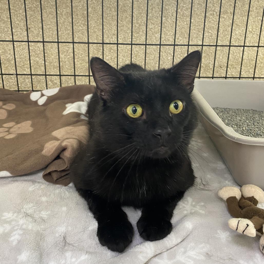 Enlarge Black Panther, a Adoptable Domestic Short Hair in Deerfield, IL image 1/3