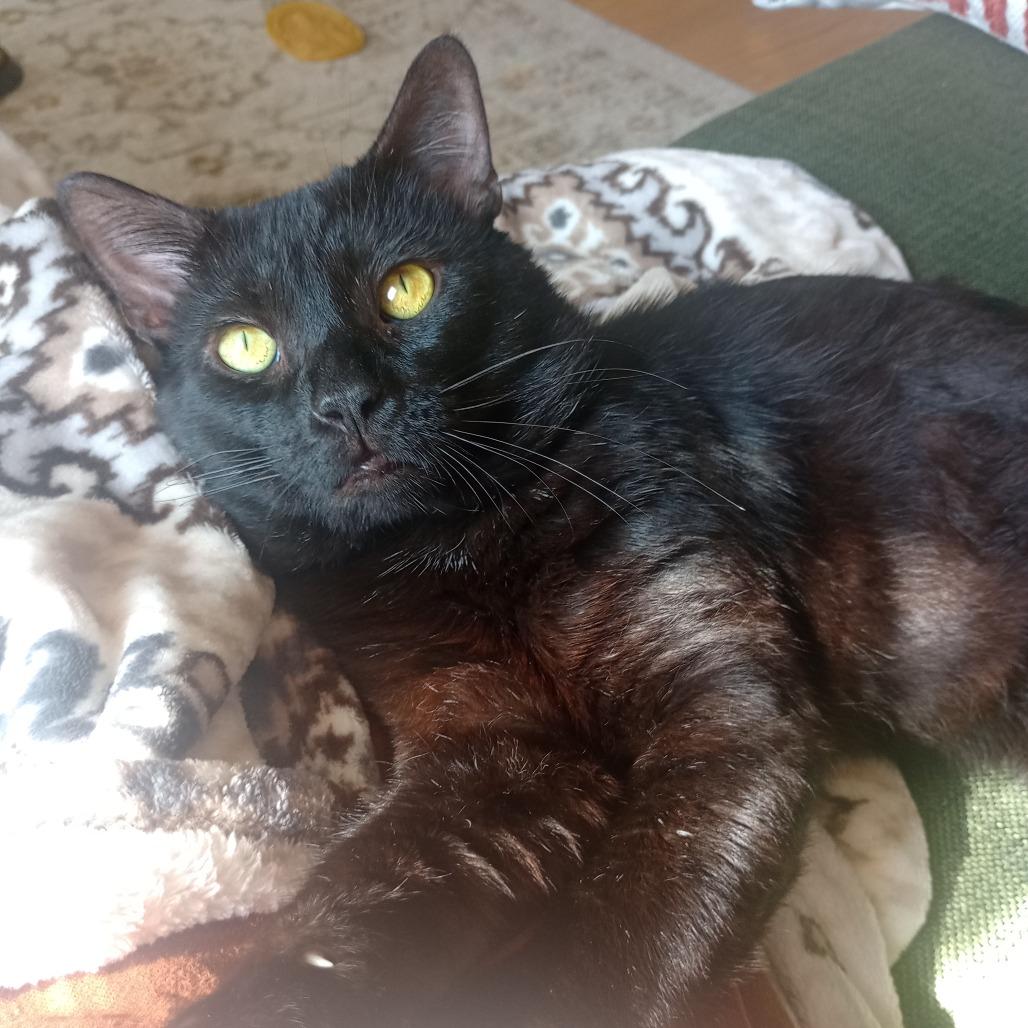Enlarge Black Panther, a Adoptable Domestic Short Hair in Deerfield, IL image 2/3
