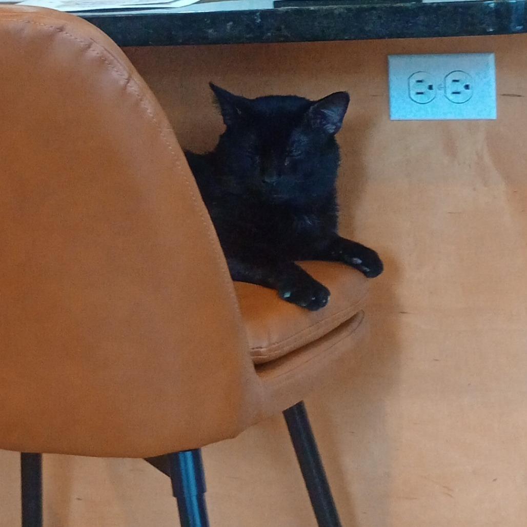 Enlarge Black Panther, a Adoptable Domestic Short Hair in Deerfield, IL image 3/3